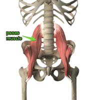 Back and knee pain psoas muscles