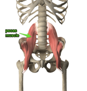 Back and knee pain psoas muscles